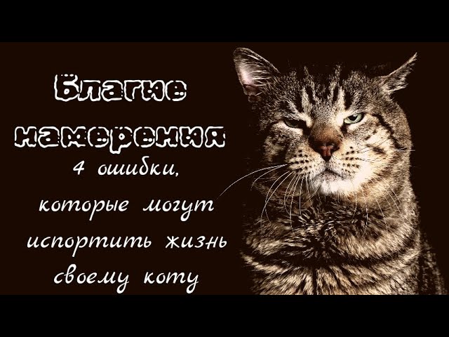 4 основные ошибки в содержании кошек, которые совершают 