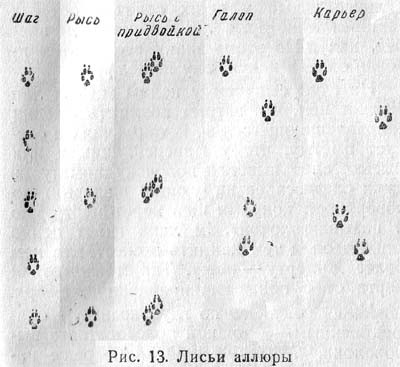 5 000+ Бесплатные Заячьи Следы & Следы изображения