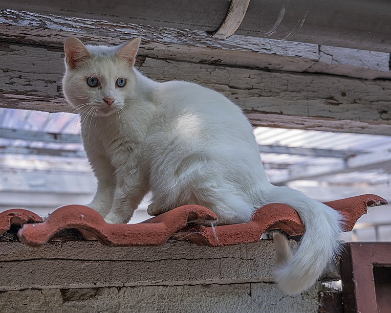 Blue Sobol питомник русских голубых 