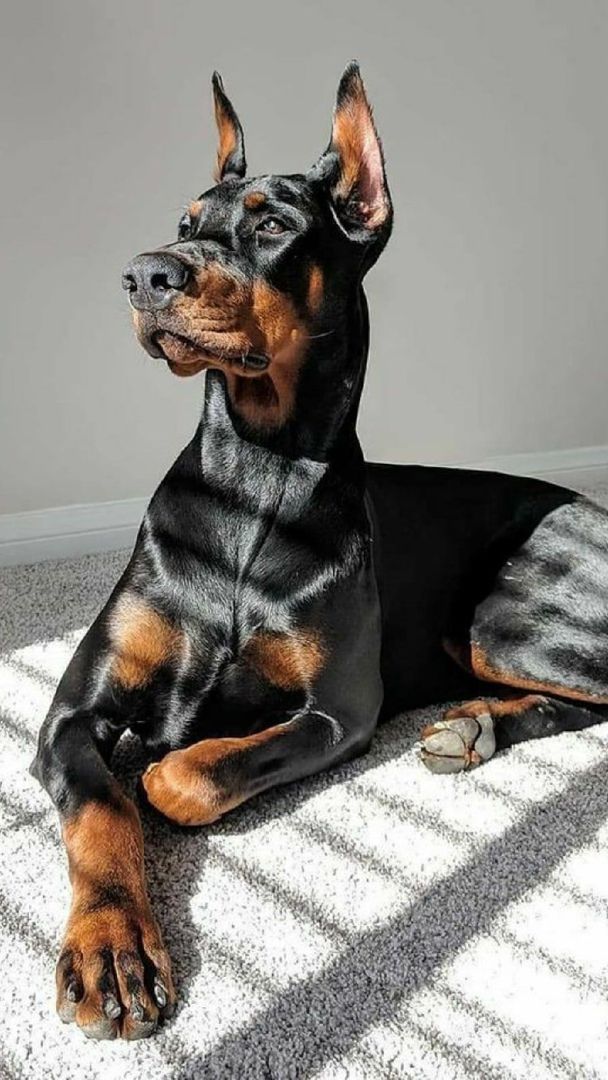 Doberman Beautiful Home Screen Wallpaper