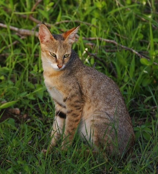 Сибирская кошка