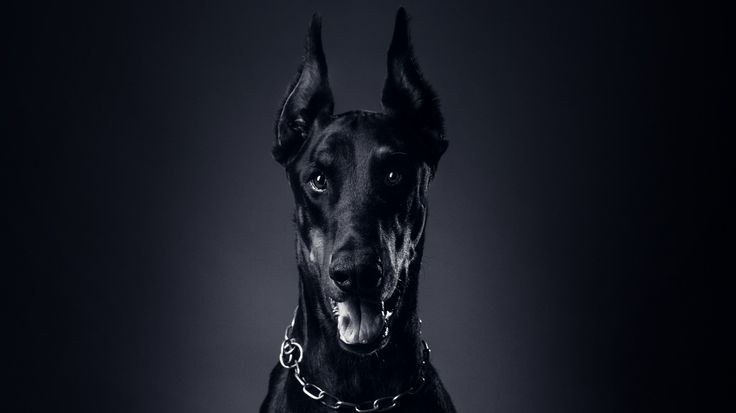 4K Doberman Dogs Wallpapers and Backgrounds