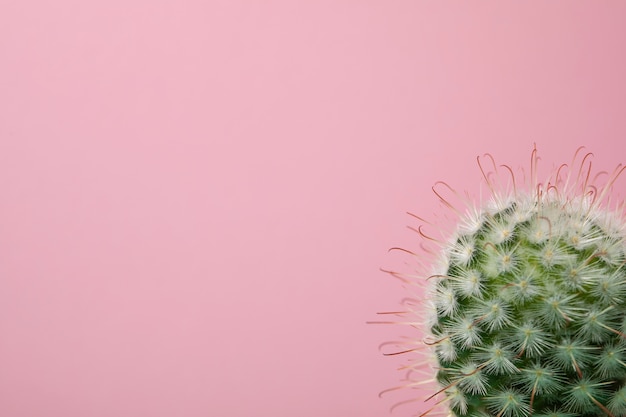 Cactus Wallpaper and Screensaver