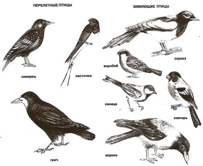 Перелетные птицы для детей раскраска