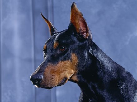 Dog, Animal, Doberman Pinscher, HD wallpaper 