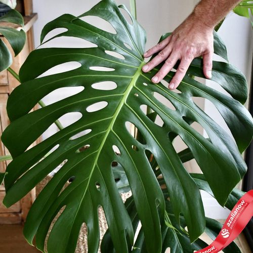 Monstera deliciosa 35