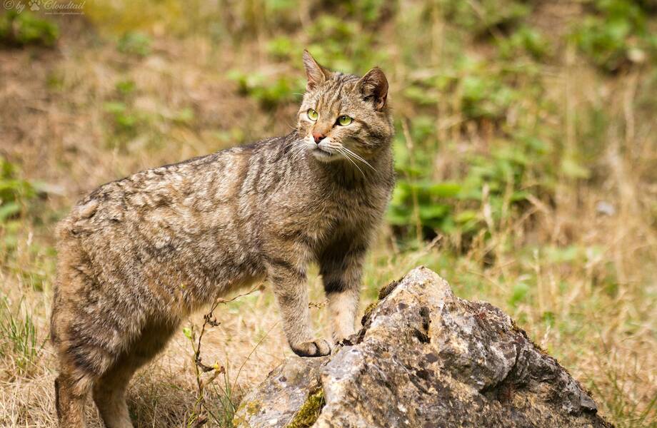 Европейский лесной кот 