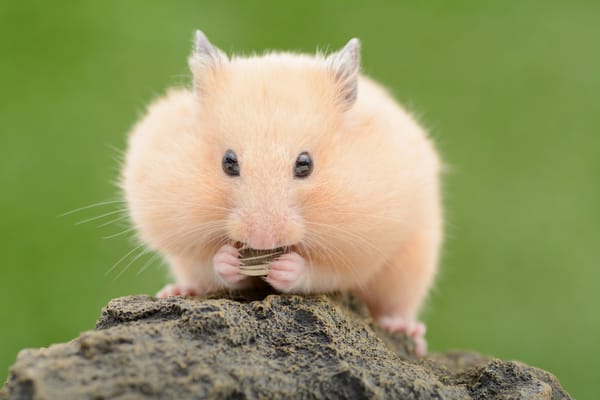 Hamster на Андроид скачать бесплатно 