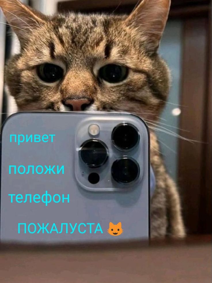 Милые Котята Обои На Телефон