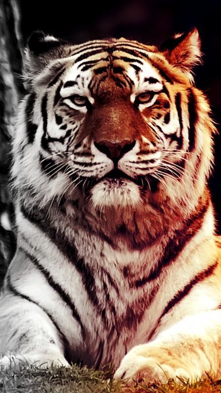 480x854 Tiger Close Up Android One ,HD 