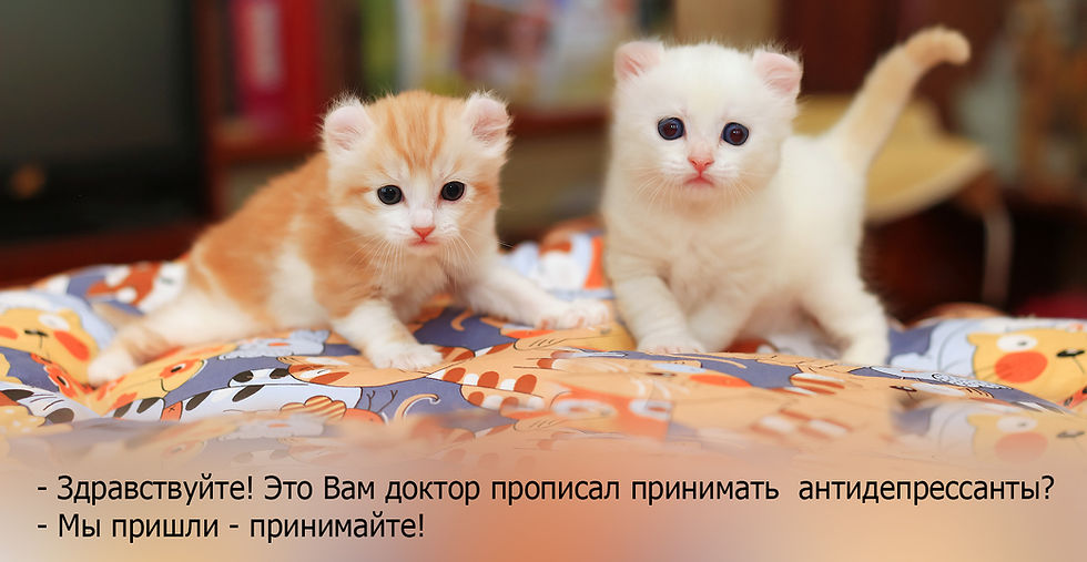 Коты в разных позах 