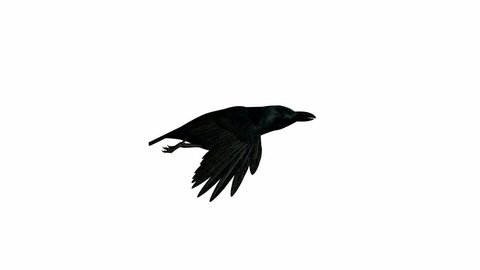 Crow В Полетебелом Фоне — стоковые 