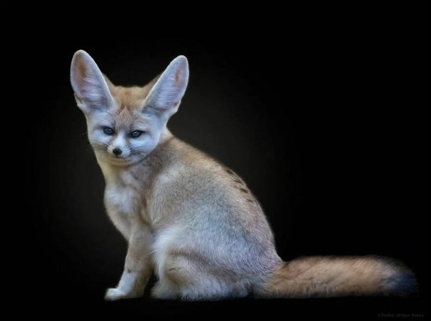 Fennec fox