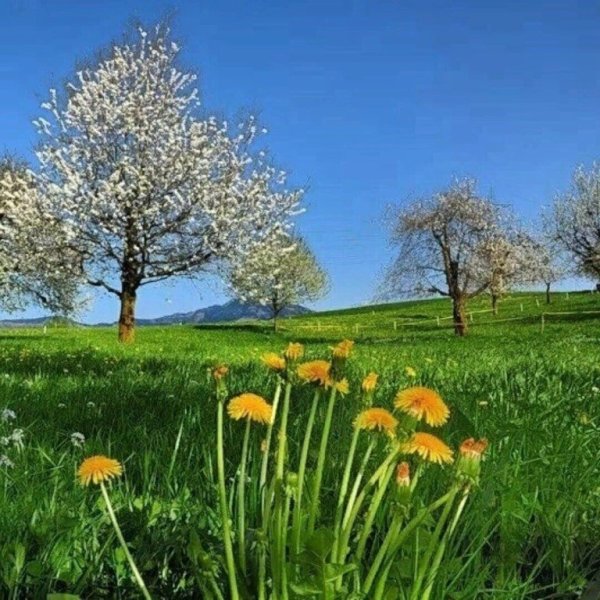 Скачать картинки Весна пейзаж, стоковые фото Весна пейзаж в 