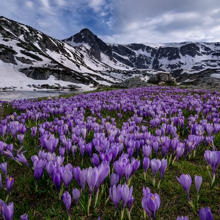 Фотография Весна Цветы Крокусы Много 