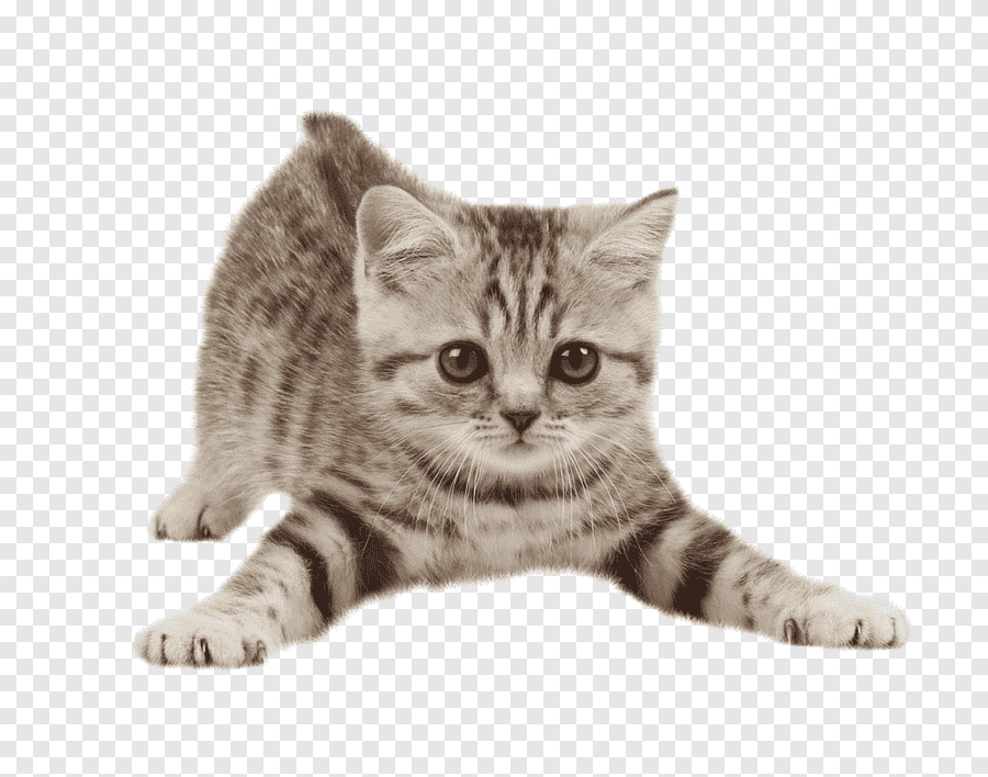 Psd Png 3d серого кота на прозрачном 