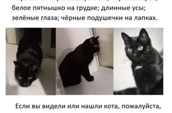 Чёрный кот с зелёными глазами