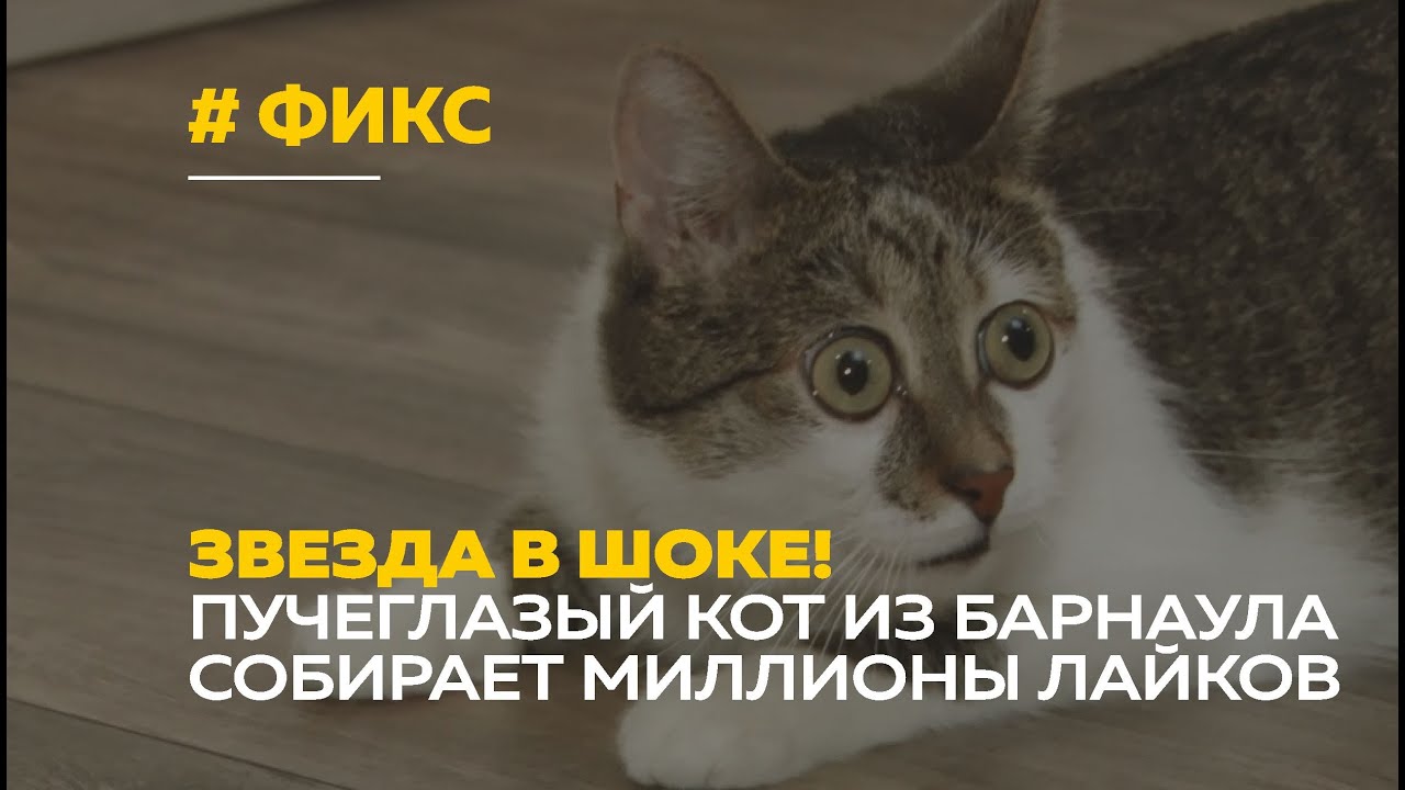 Koшкa пo пpoзвищy Kapтoшкa #legenti #вдохновение #атмосфера 