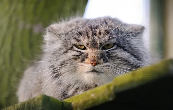 Otocolobus Felis manul