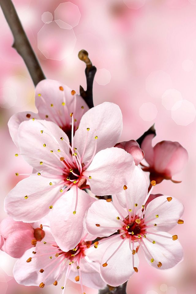 Spring sakura flowering pink flowers 