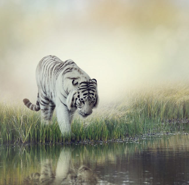 Photo tiger wallpaper, in the style of graphite realism, mist 