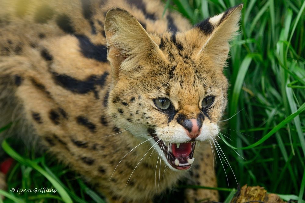 Скачать картинки Serval, стоковые фото Serval в хорошем 