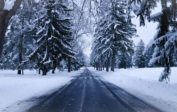 Природные пейзажи зима снежный лес пейзажи Hd фотография 