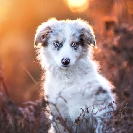 Обои щенок, Husky, puppy, funny animals 