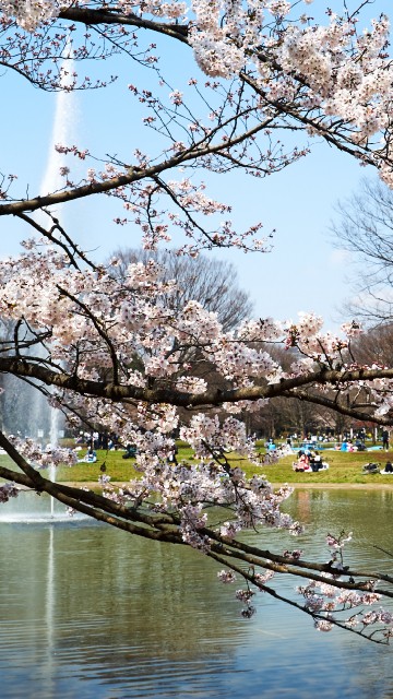 Sakura Cherry Blossom Live Wallpaper 