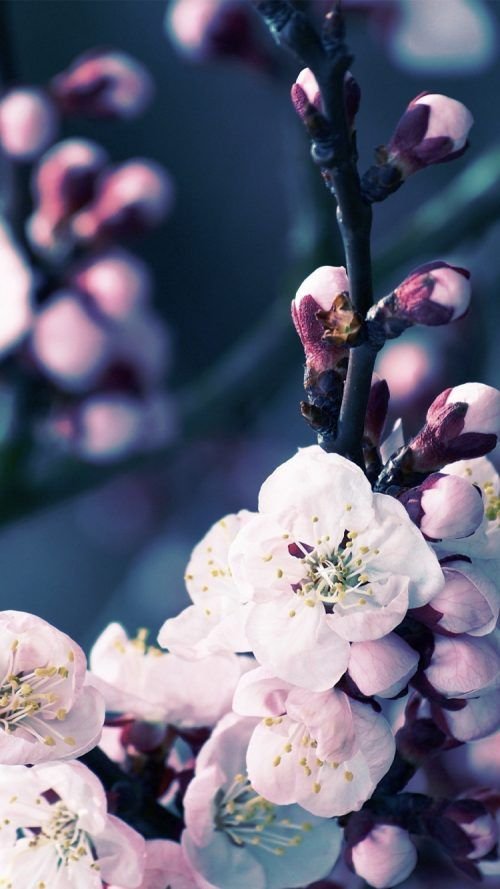 Pink rose flowers 640x1136 iPhone 5/5S 