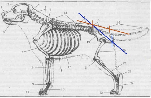 Anatomy of the dog skeleton