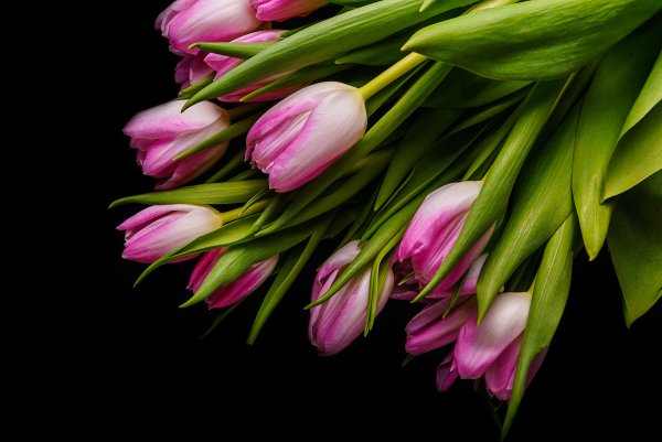 Tulips by Live Wallpapers 3D на Андроид скачать бесплатно 