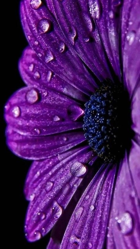 Purple Flowers on Black Background