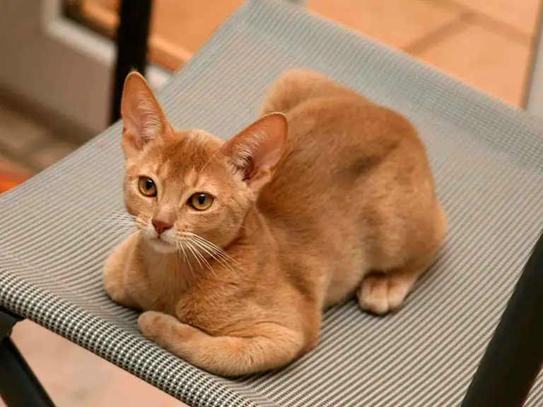 Абиссинская кошка / Abyssinian Cat 