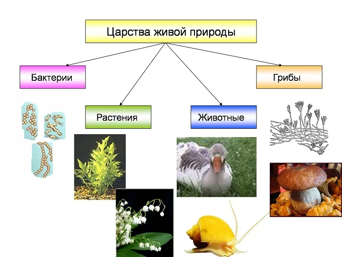 Популярно об известном