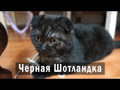 Шотландская вислоухая кошка