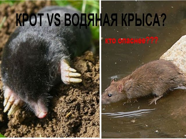 Чем опасны крысы