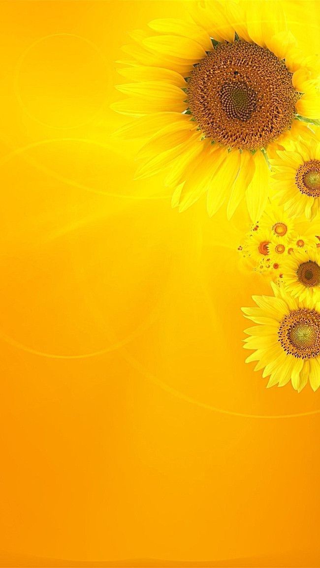 Обои подсолнухи, желтый, фон, yellow, beautiful, sunflowers 