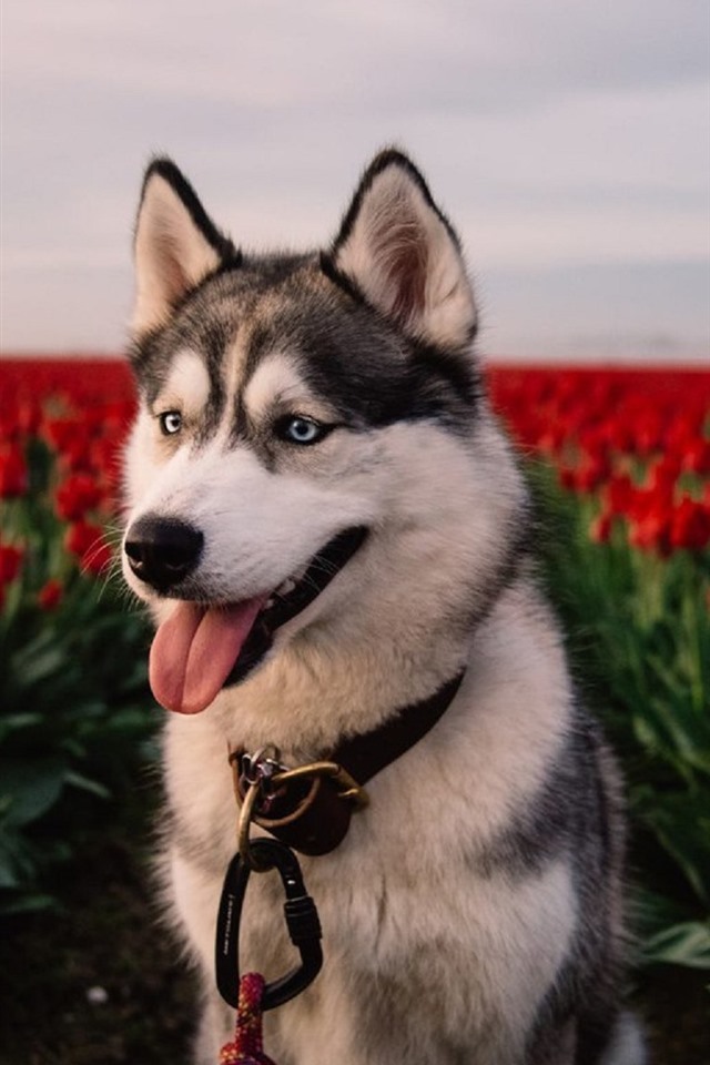 Husky Puppy Wallpaper