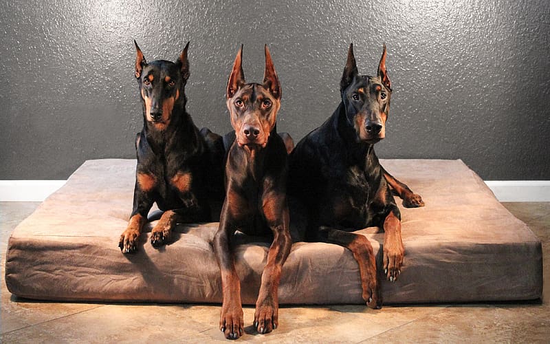 Doberman Wallpaper Stock Photos