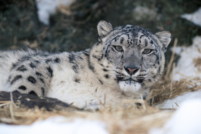 Кошки высокого полета