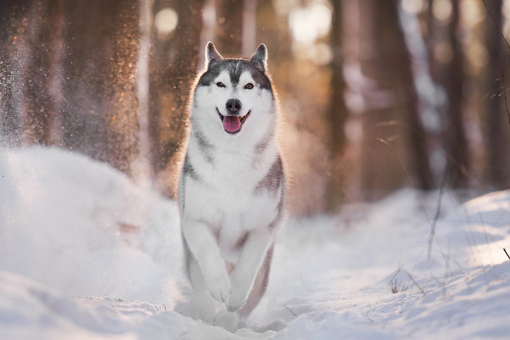 Siberian Husky Dog Female Standing On 