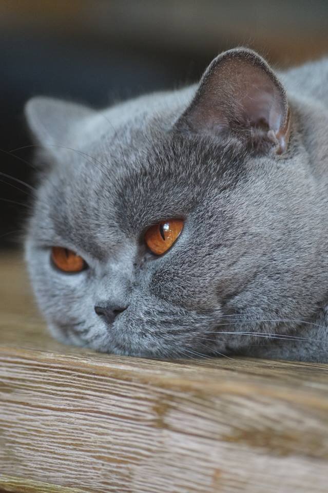 Британские кошки — Фотогалерея