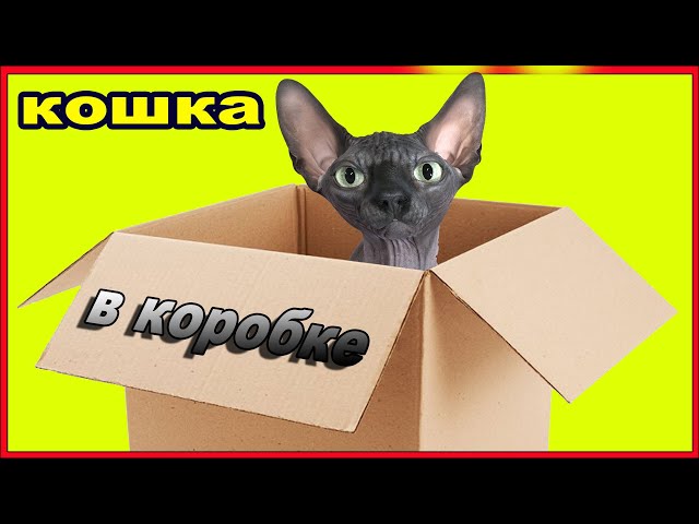 кошка в коробке на белом фоне