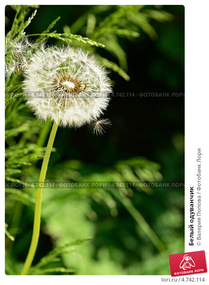 Обои одуванчик, Galaxy S3, dandelion на телефон и рабочий 