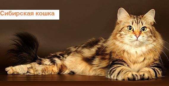 Персидская кошка