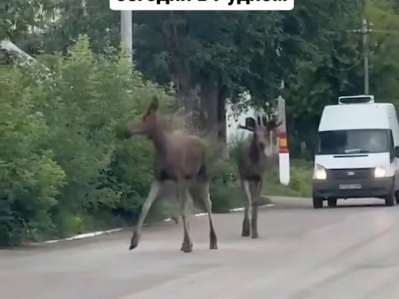 Жители Салехарда предложили убрать местную 