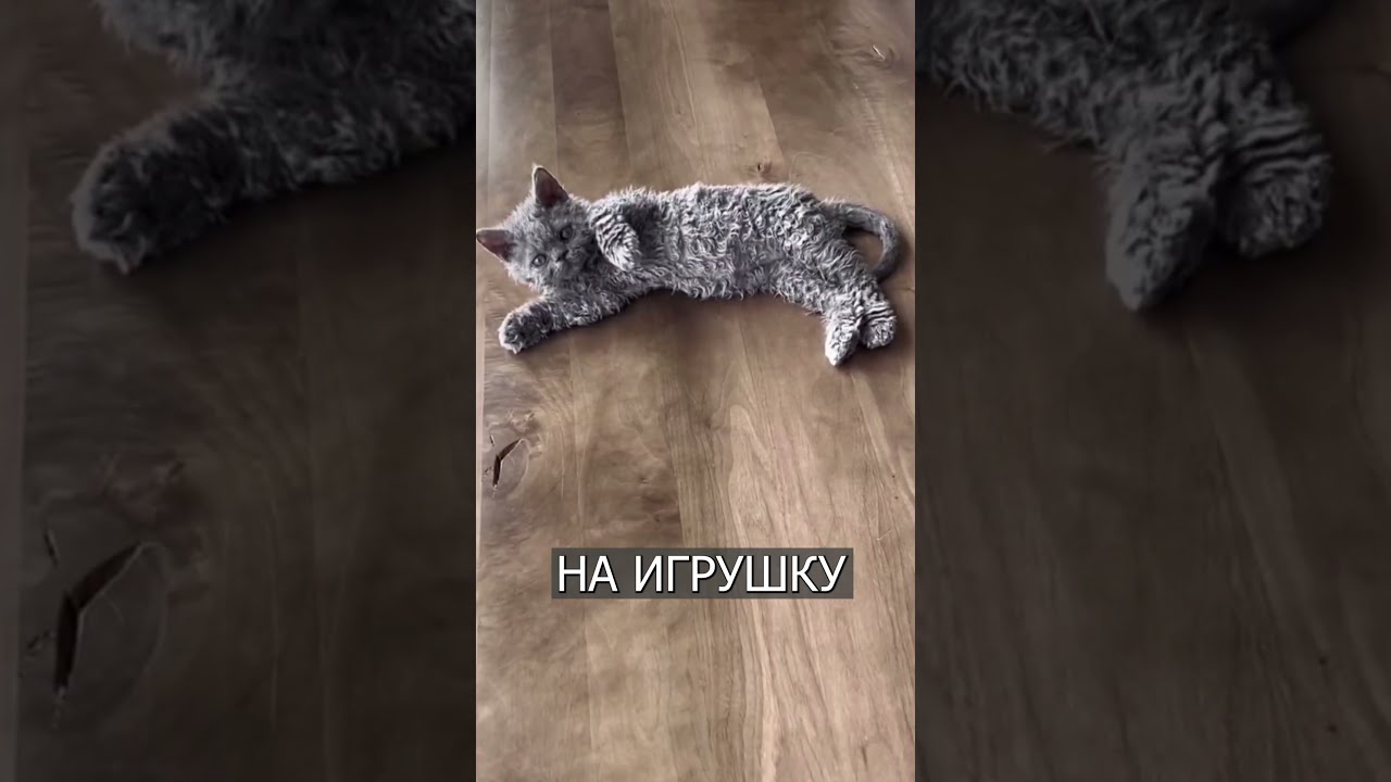 Кучерявые коты с короткой шерстью