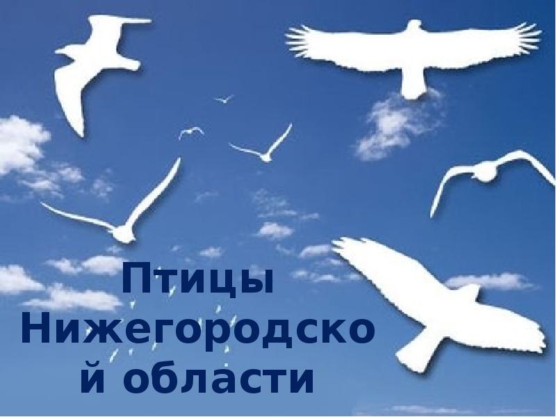 В Нижегородской области приняты новые региональные требования 