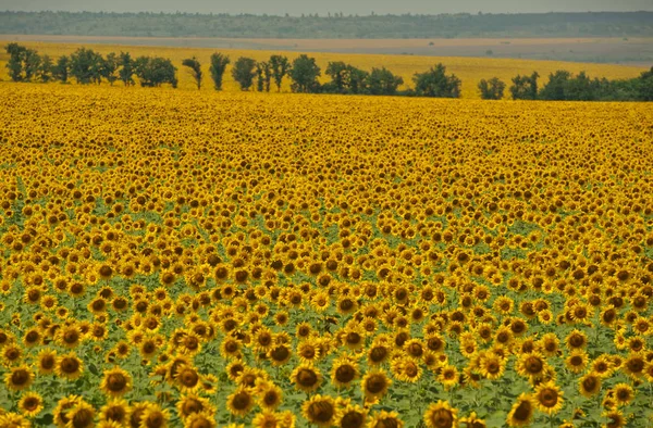 поле на прозрачном фоне 